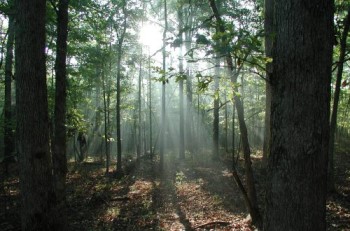 sunlight