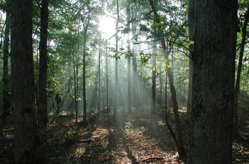 sunlight